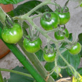 4月19日にトマトとゴーヤの苗を植えてから約40日後の成長した姿です。今回トマトは中玉にチャレンジですから本当は間引かないと実が大きくなれないのです...