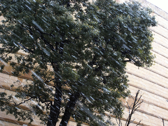 この雪の降り方は積もる可能性が大きいのだが、路面に積もるまでにはならなくて良かった。