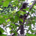 住まいが都下だと野鳥がうんと身近になる利点がありますが、鳥の名前はほとんど分からないのでオッ！○○が来ているな！とは中々いきません。でも一羽ずつでも...