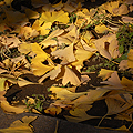 午前10時、外気温は7度の神宮外苑です。紅葉狩りも行けないままこの時期になりせめて外苑の銀杏並木でも眺め、我がW124の写真でも撮ってあげようと行っ...