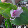 家庭菜園で収穫を迎える感動の時。そしてきれいな花を咲かせる植物たちに、写真を撮る意欲も湧き日記の更新も進んでいました。でもその繰り返しになるとやはり...