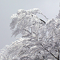 今年初滑りということで、有名な『樹氷』を、一度見てみたいと この前の連休をつかって山形県の蔵王に行ってきました。 目的地である蔵王温泉には、10時ご...